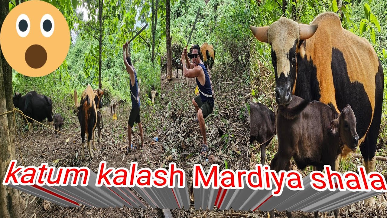 State Animal of Arunachal Pradesh (Mithun )