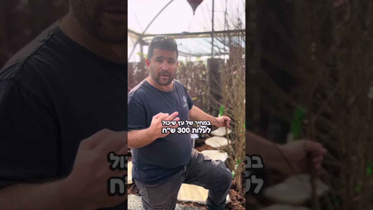 הגיעו עצים חשופי שורש- מחיר משתלם אחוזי קליטה גבוהים וכל הסיבות הנוספות מחכות לכם בסרטון