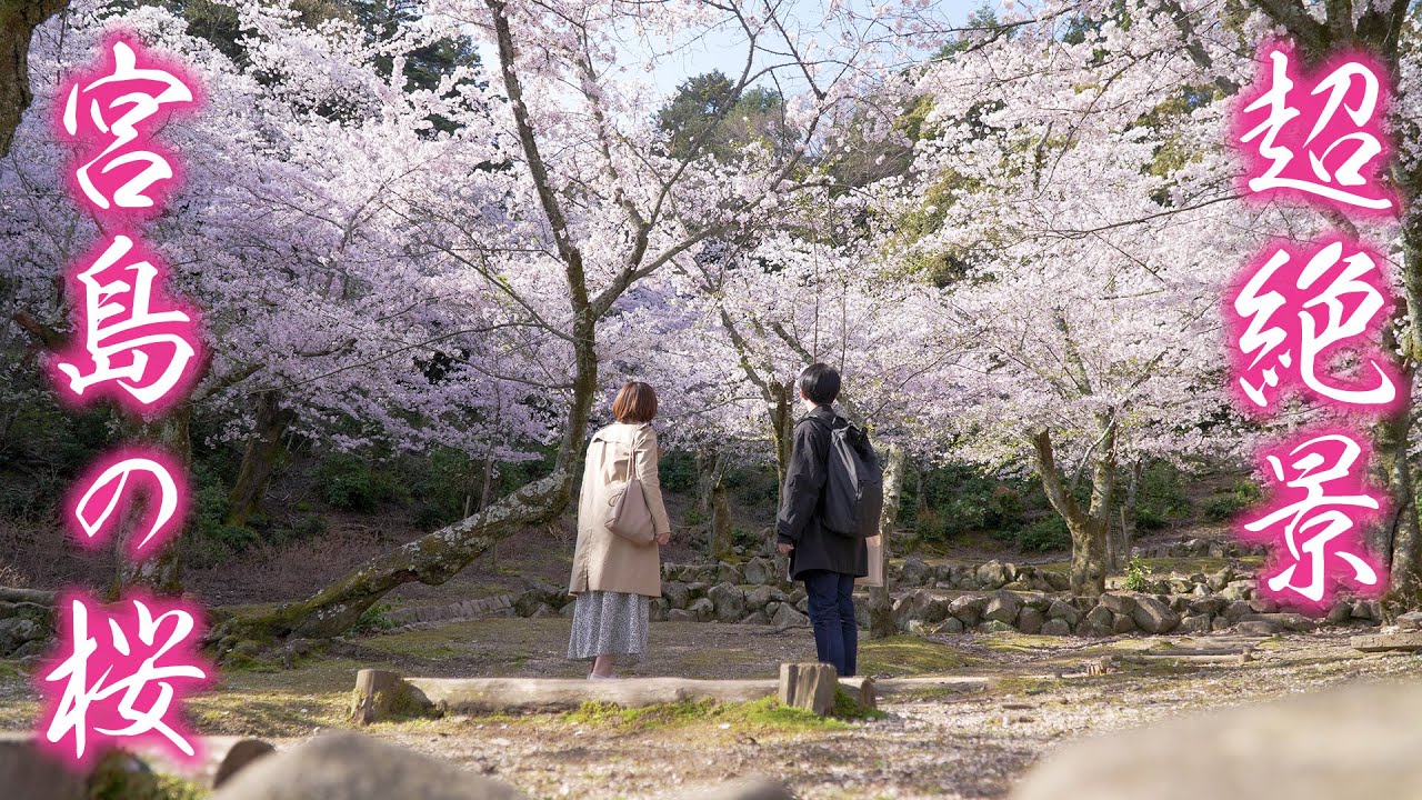 【超絶景】一生に一度は見たい！世界遺産 宮島の桜をご紹介します！