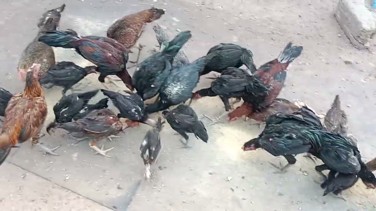 สวัสดียามเย็นครับให้อาหารไก่หลังเลิกงาน #พม่าแข้งหน้า #พม่าแม่สะเรียง 