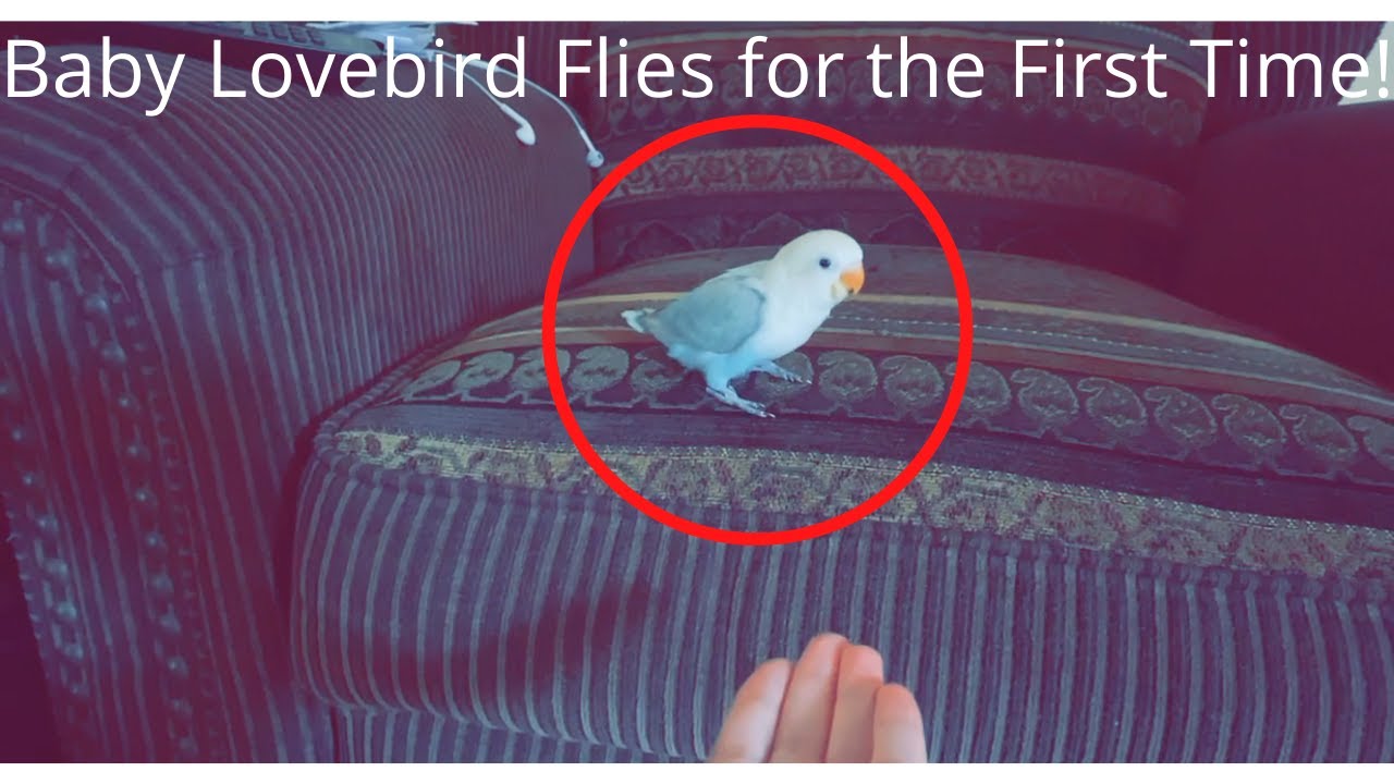 Raising Baby Lovebirds | Week 4 | Eating Solid Foods & Learning How to Fly!