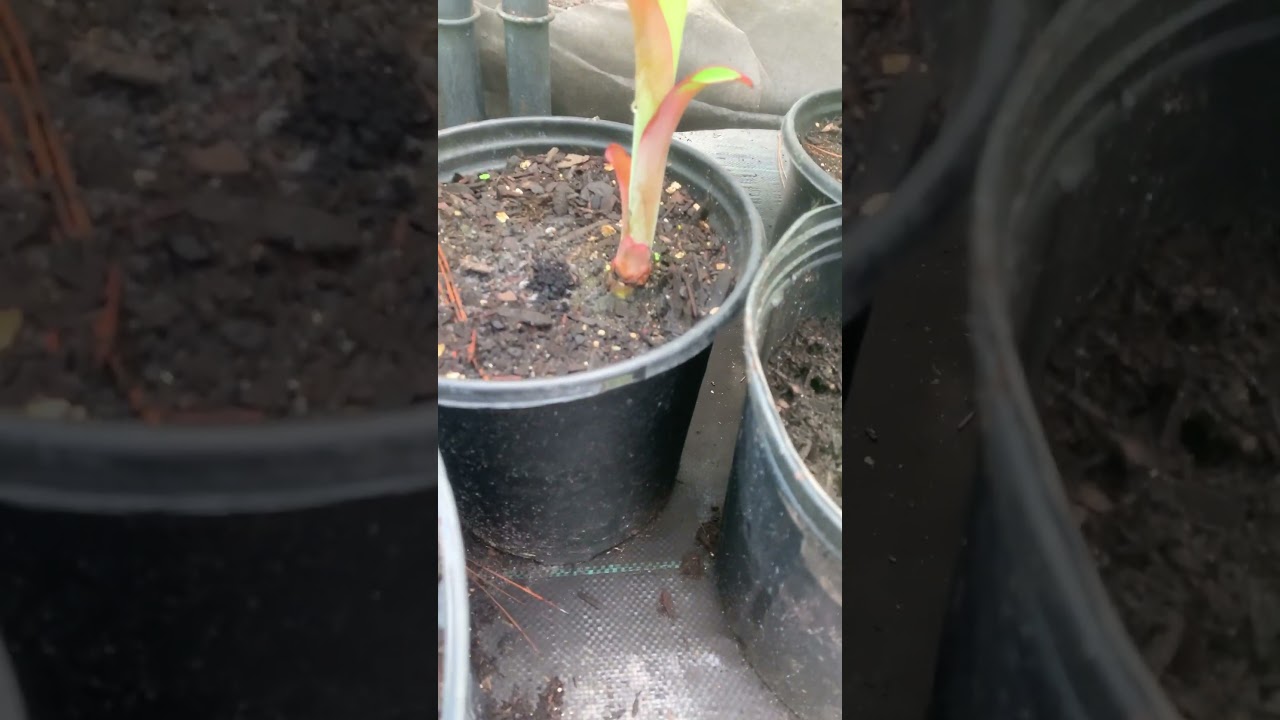 Ice cream bananas growing #sustainability #grow