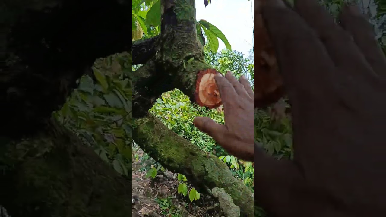 Selesai Pangkas Dan Pruning Pohon Kakao Tua.