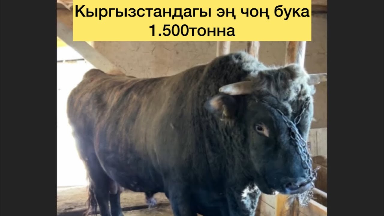 Кыргызстандагы эң чоң бука 1500тонна