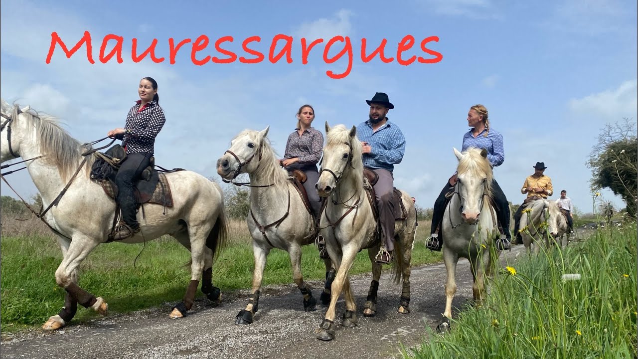 Longue ➡️ Mauressargues 🇫🇷 le 30/03/2024 #abrivado #aficionados #taureau