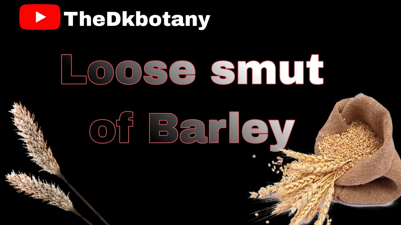 loose smut of Barley || TheDkbotany|| BSc botany