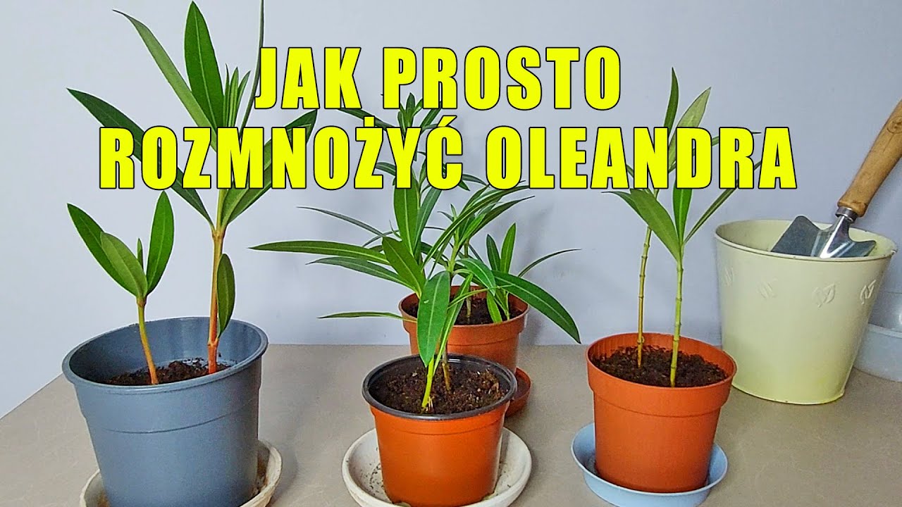 Jak Łatwo Rozmnożyć Oleandra Aby Szybko Zakwitł