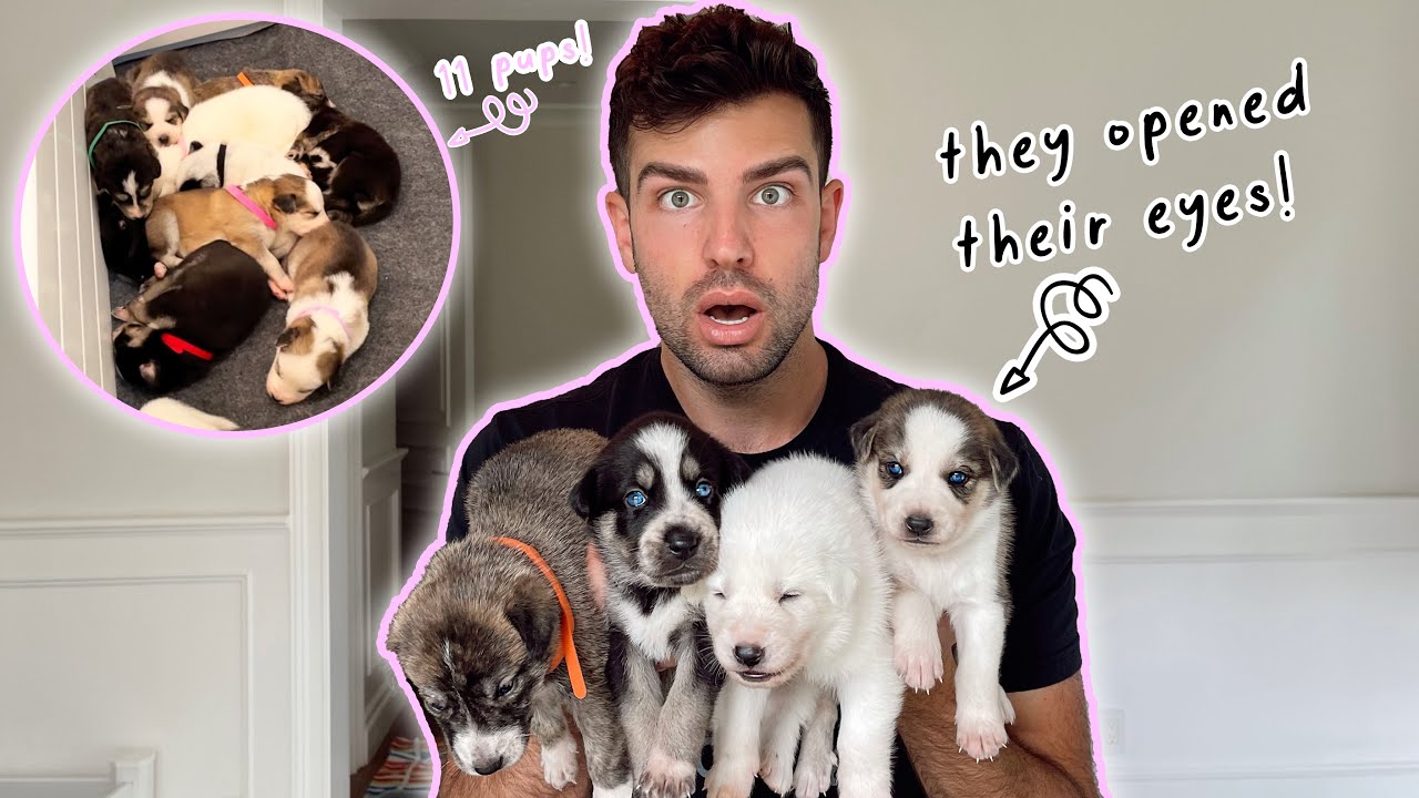 I RESCUED 11 HUSKY PUPPIES!