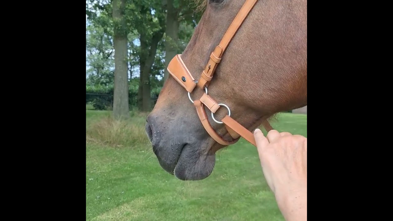 Explanation of the F.R.A. bitless bridle