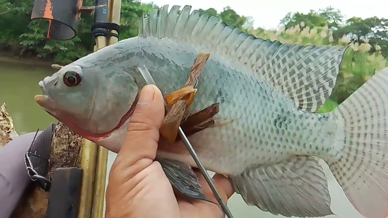 Lilipat na sana ako biglang my bumanaag n mamaw!!! #ALVARANFISHHUNTER/tiksay fishing!!!