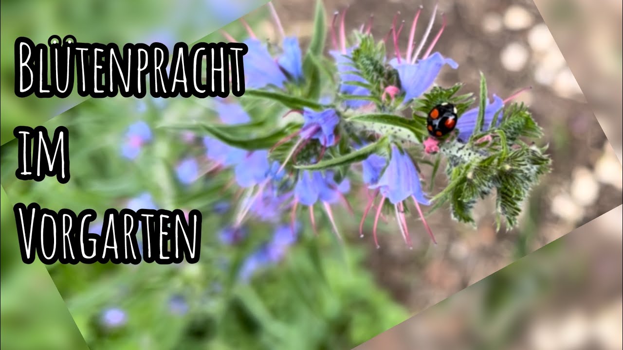 Blütenpracht im Vorgarten - schön und insektenfreundlich