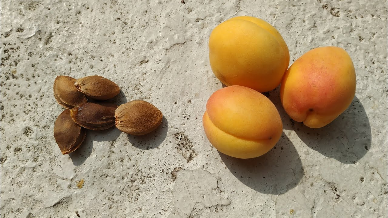 Apricot seeds - some delicious, some toxic