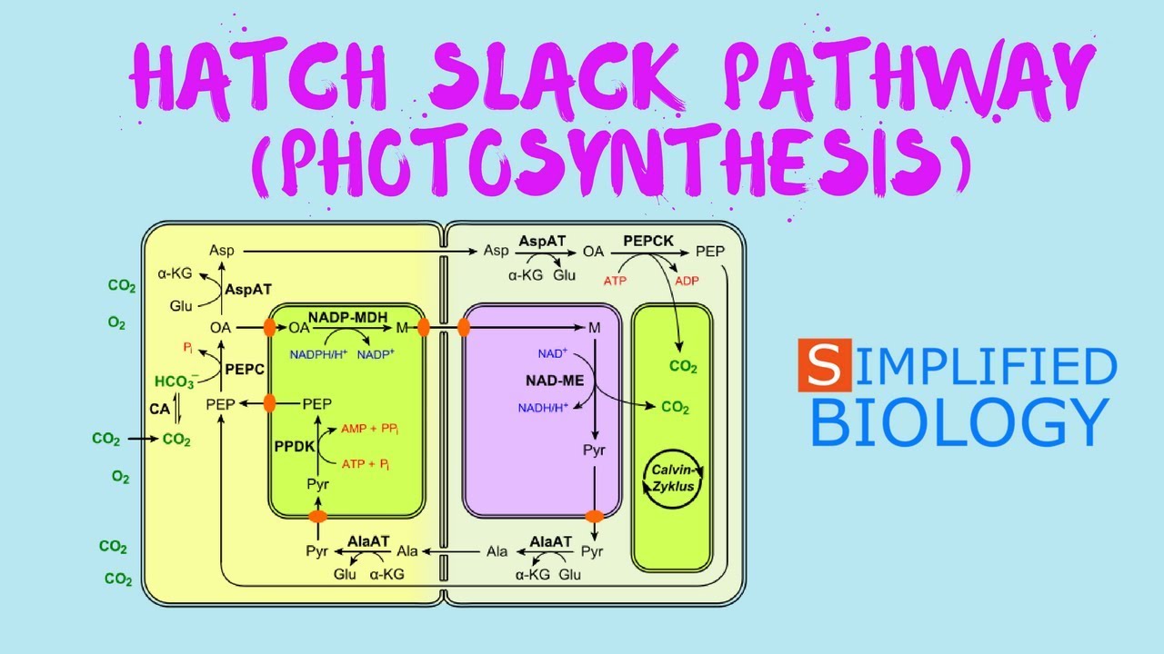 PHOTOSYNTHESIS - HATCH SLACK PATHWAY/ C4 CYCLE for NEET, AIIMS, AIPMT, JIPMER, PREMED