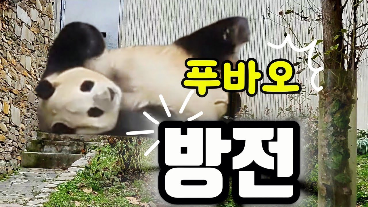 26.3.7 오후2 에너지쏟고 넉다운🌞얼마나 힘드니..푸야  좀 자고 일어나렴❤️