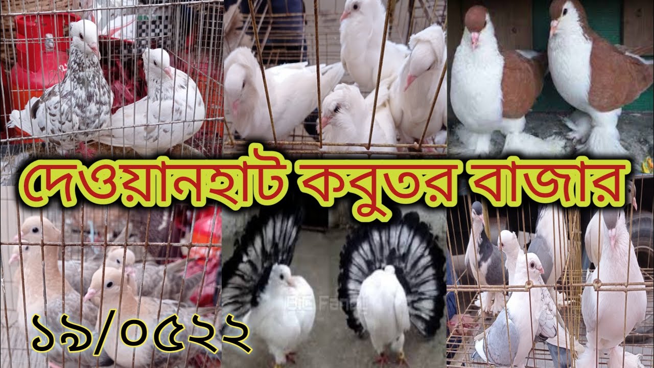 চট্টগ্রাম দেওয়ানহাট কবুতর বাজার। chittagong pigeon market