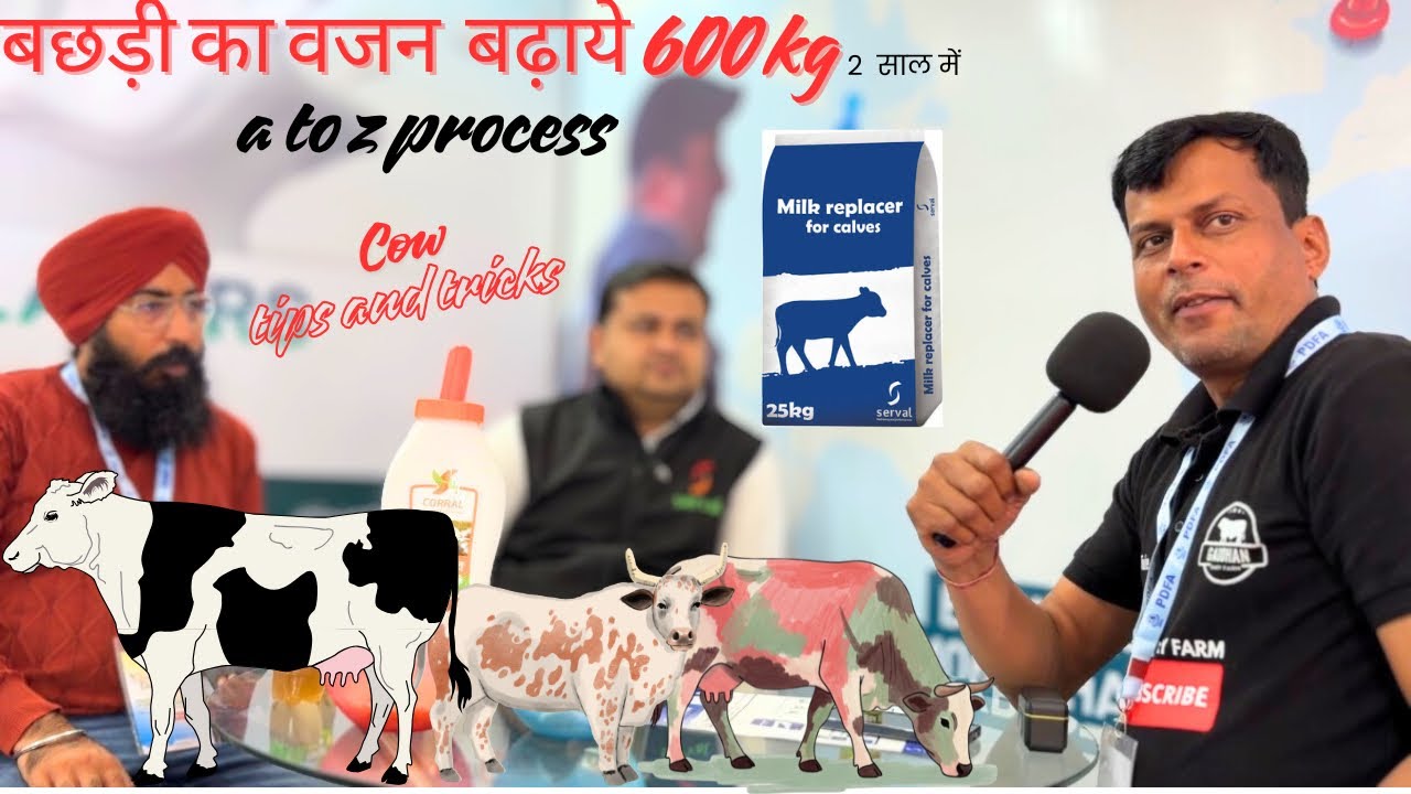 Tips on dairy farming & animal care | how to take care of dairy cows Hf calf grow diet plane. Hf cow