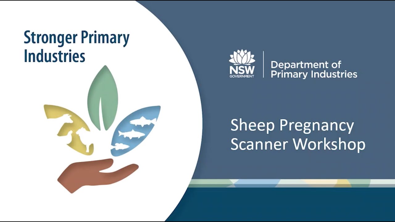 Sheep Pregnancy Scanner Workshop 7 July 2021