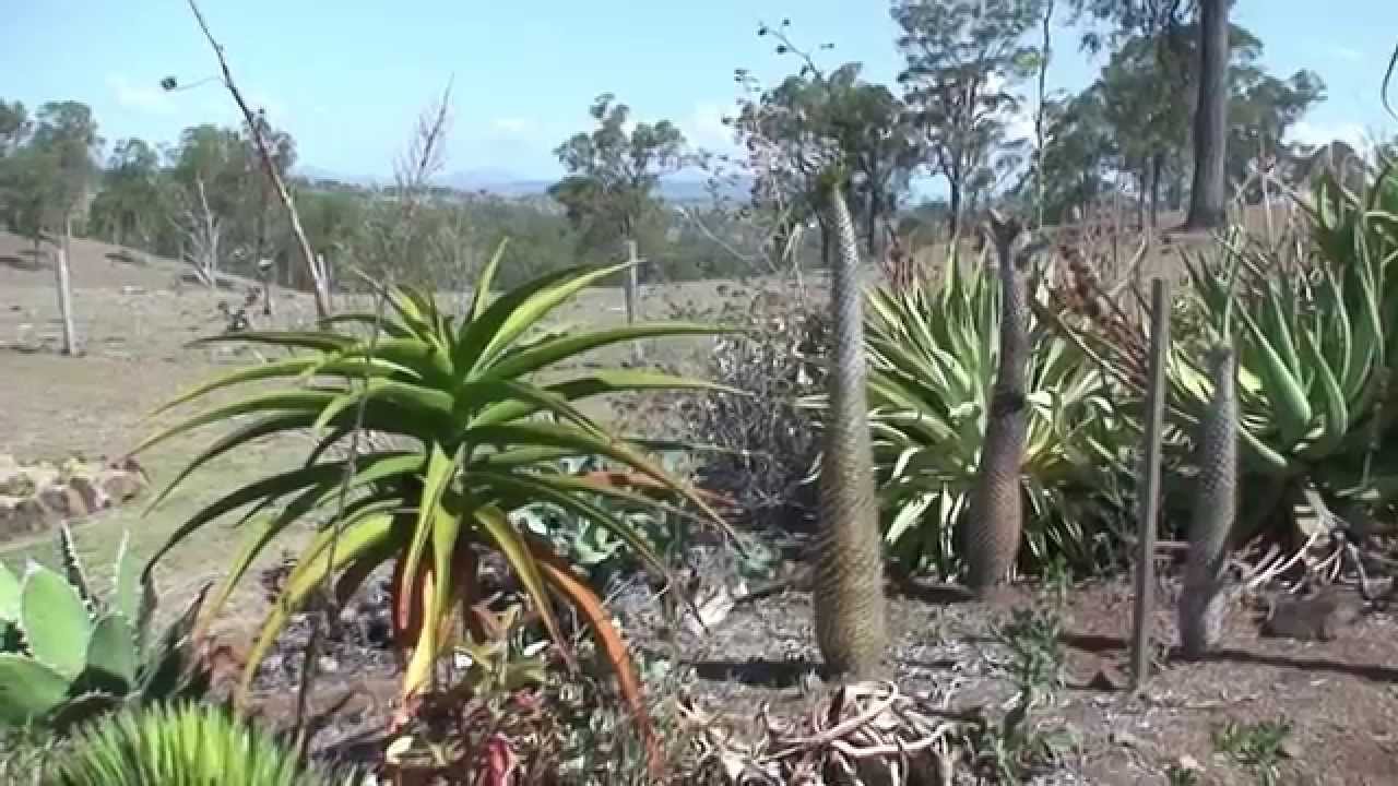 Bob and Judi Proctor's Garden