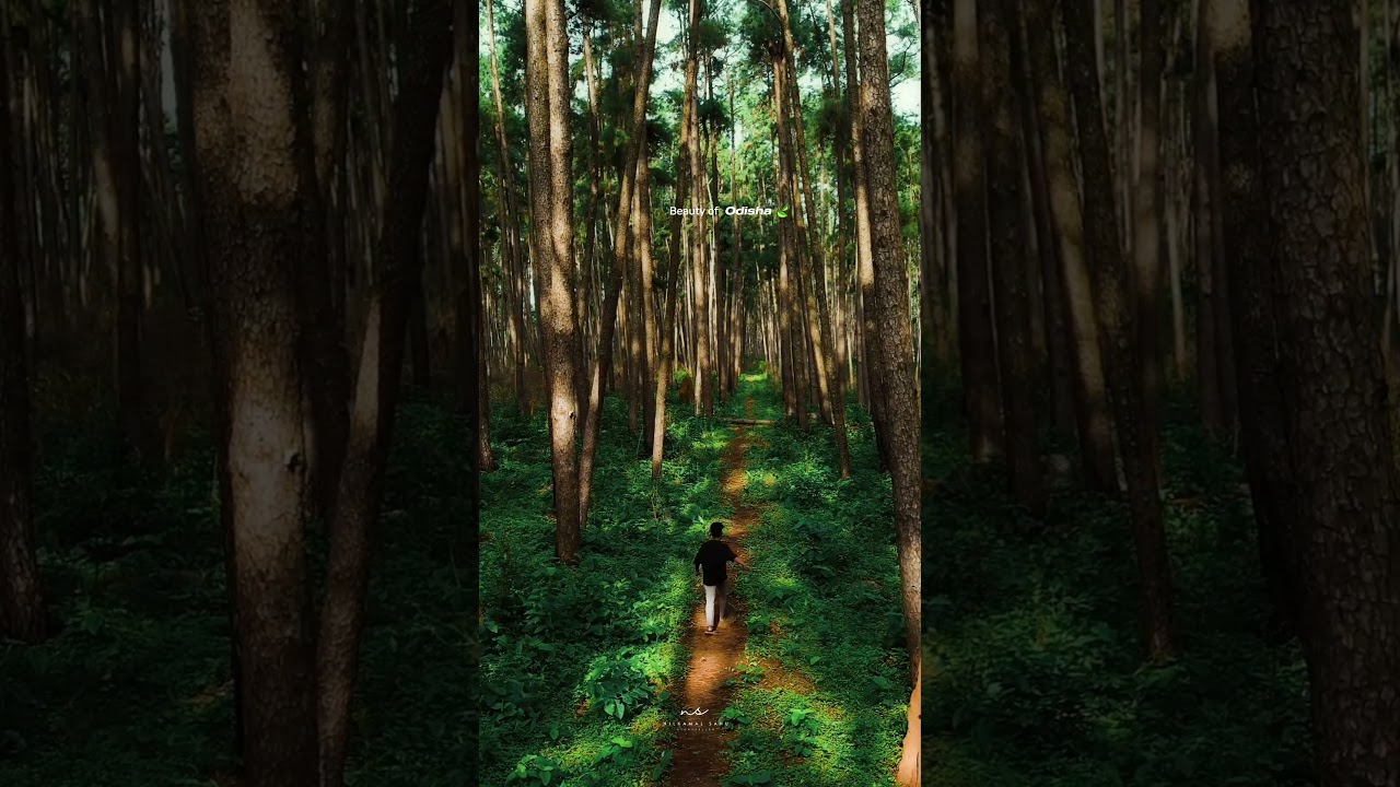 Beauty of Odisha (Daringbadi) 🍃 #odisha #nature #travel #daringbadi #explore #viralshorts