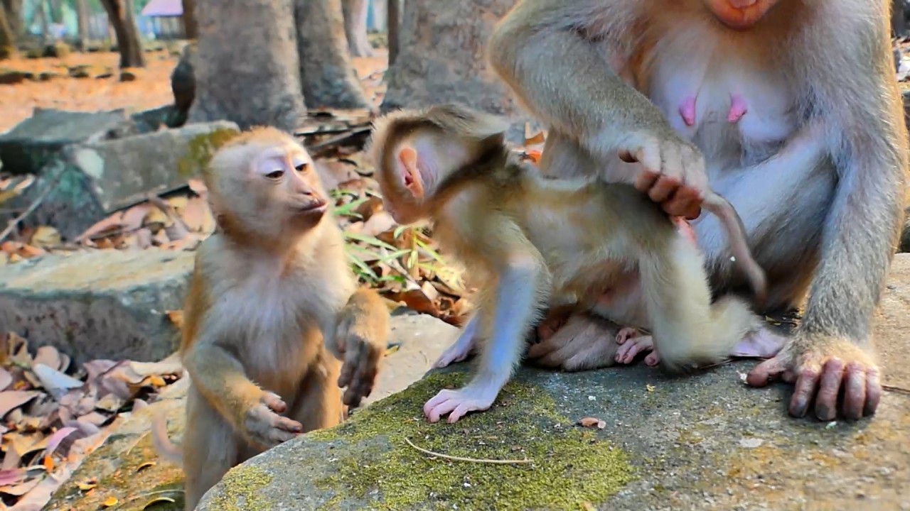 Reaction Kid Monkey try to talk with Baby Lucan of Mom Loy !