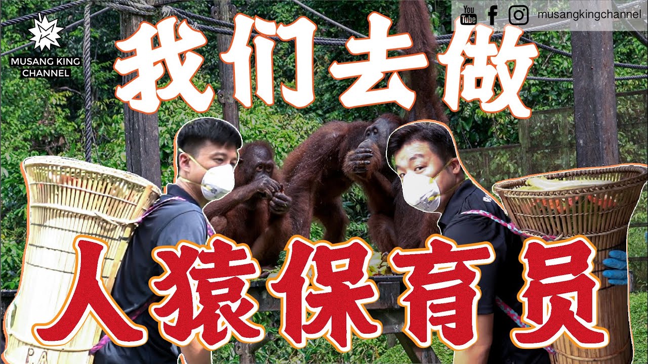 惊险！被一大群人猿包围，救援受伤的小人猿，山打根非去不可的地方！大开眼界【我们去当人猿保育员】Orang Utan Ranger Challenge！The Largest in the World！