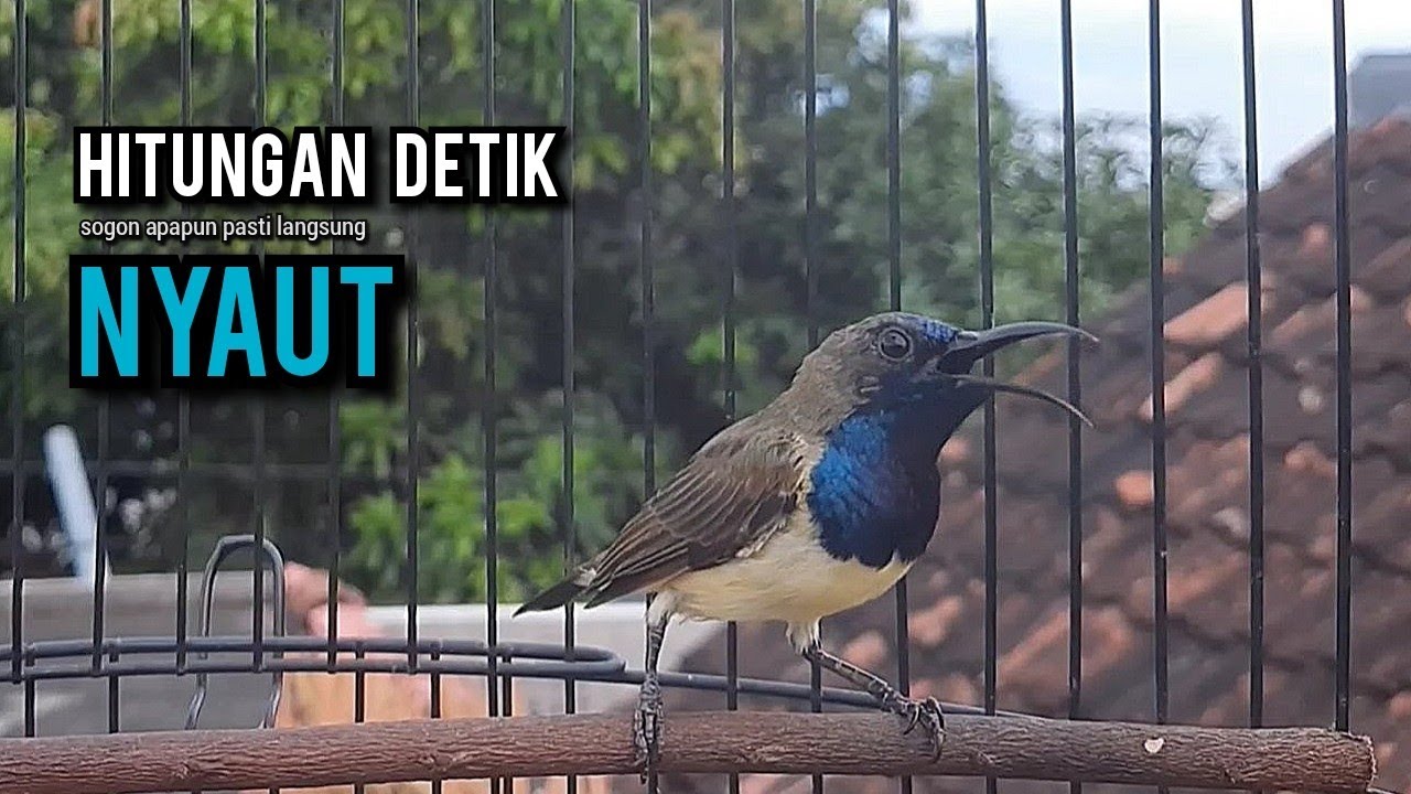 sogon gacor AMPUH BUAT sogon pancingan bunyi JADIKAN burung sogon lain ikut gacor NYAUT