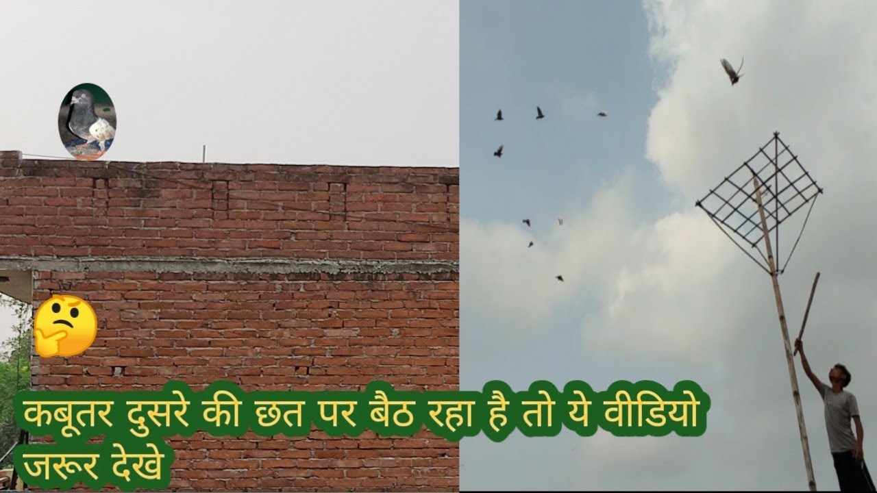 कबूतर अगर दूसरे की छत पर बैठे तो क्या करे || kabutar dusre ki chat par baithne lage to kya kare ||