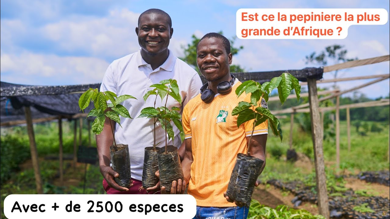 La pépinière qui produit plus de 100 000 plants au Cameroun 🇨🇲 !