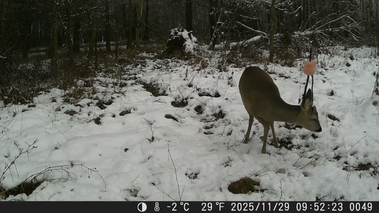 Jurajska fauna okiem fotopułapki - tydzień 48 część 3