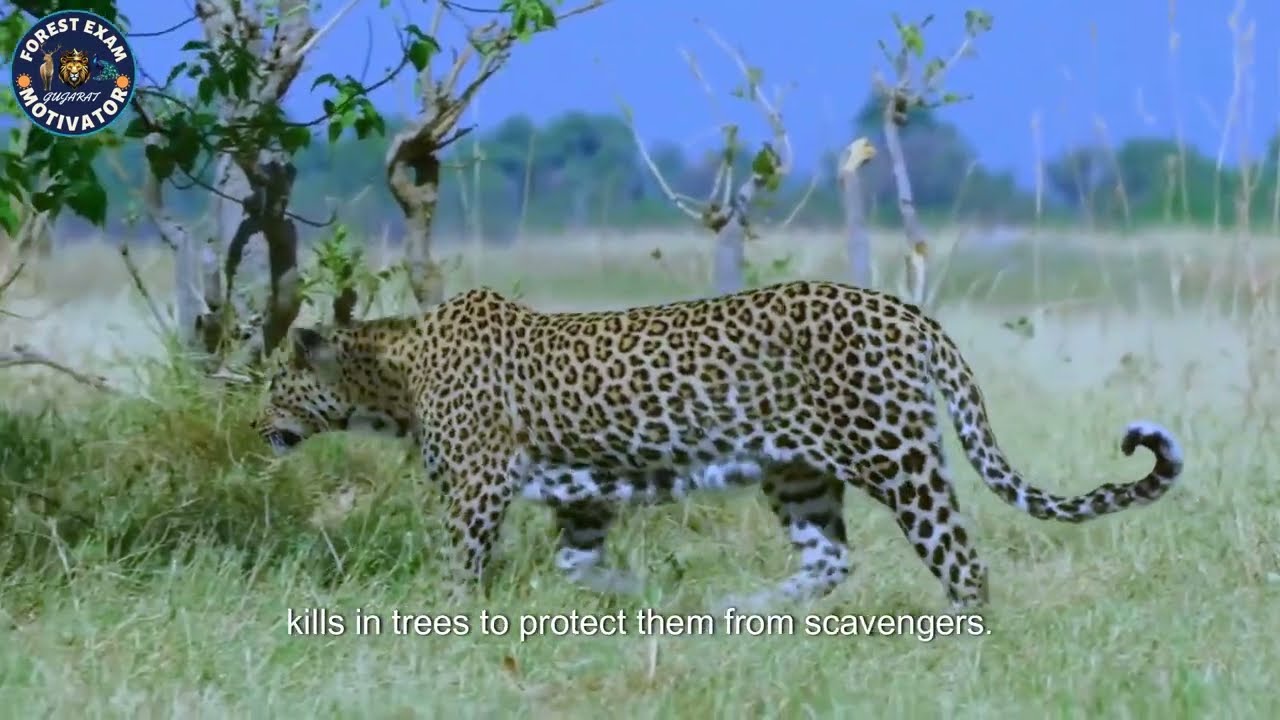 Leopard facts in gujarati દીપડો  Ghost of Mountains #leopard #forestguard #animalvideos