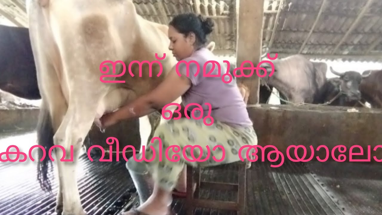 ഇന്ന് നമുക്ക് സുന്ദരമായ ഒരു പശു കറവ വീഡിയോ