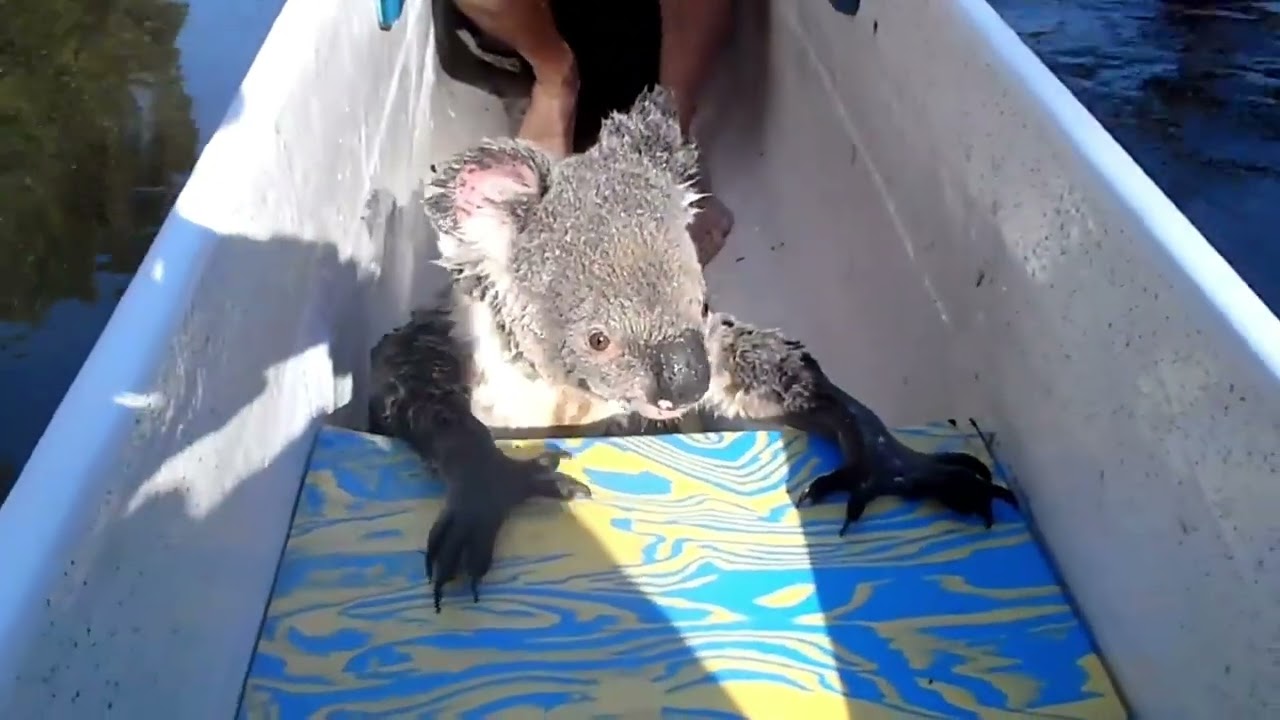 | INCREDIBLE | Wild koala swims across river and chills with tourists in boat!