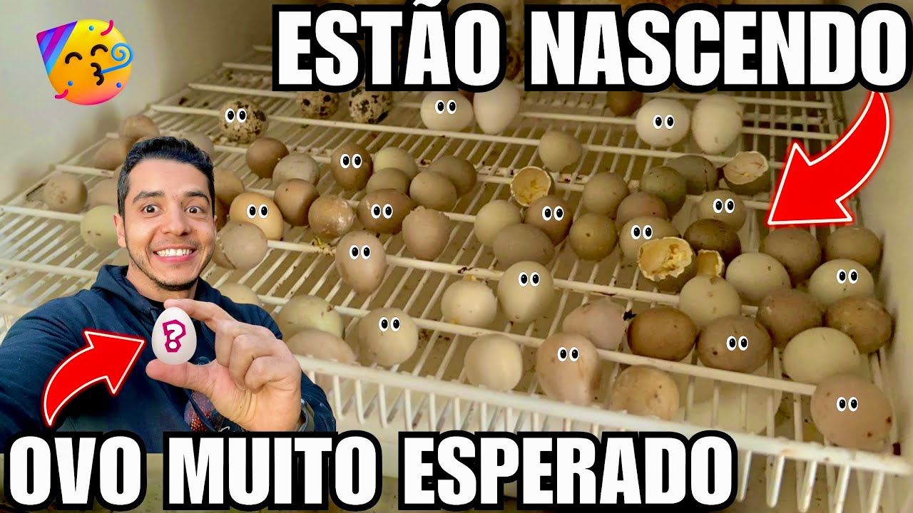 Um ovo Muito esperado | Nascimento e Tecnina para filhote de codorna beber água | Aves Recriar 