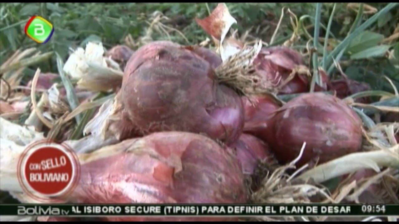 Reportaje cosecha de cebolla en Comarapa - Santa Cruz