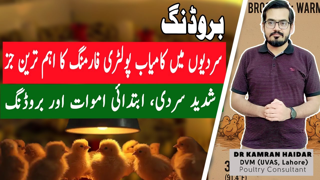 Perfect Brooding in Poultry | Winter Brooding Errors to Avoid Early Chicks Mortality