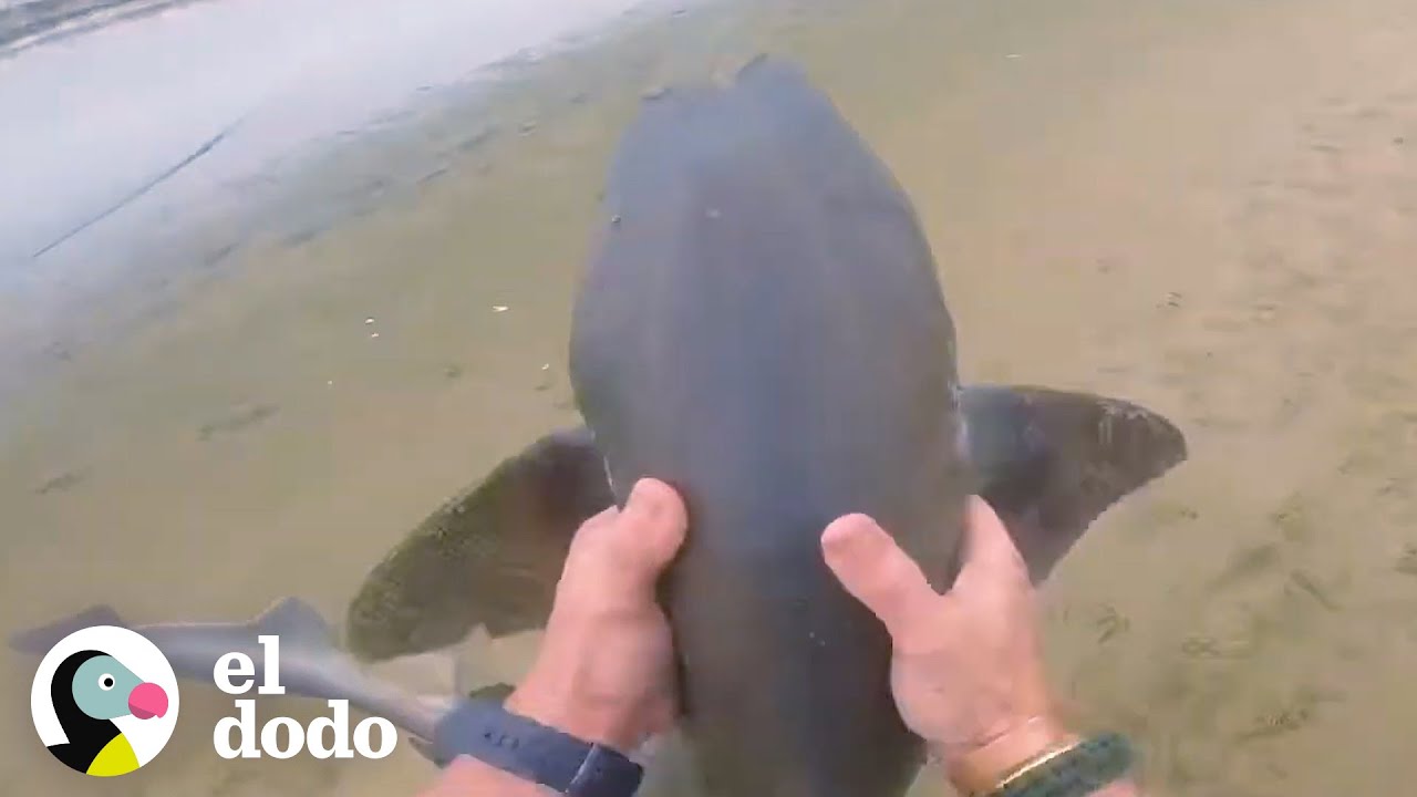 Hombre rescata a 3 tiburones con sus manos | El Dodo