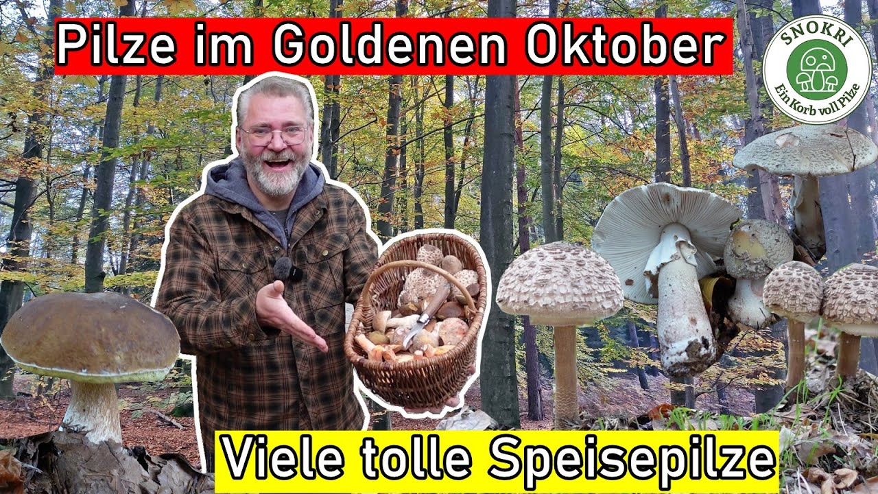 Pilze im Goldenen Oktober - Immer noch Steinpilze Perlpilze und Edelreizker