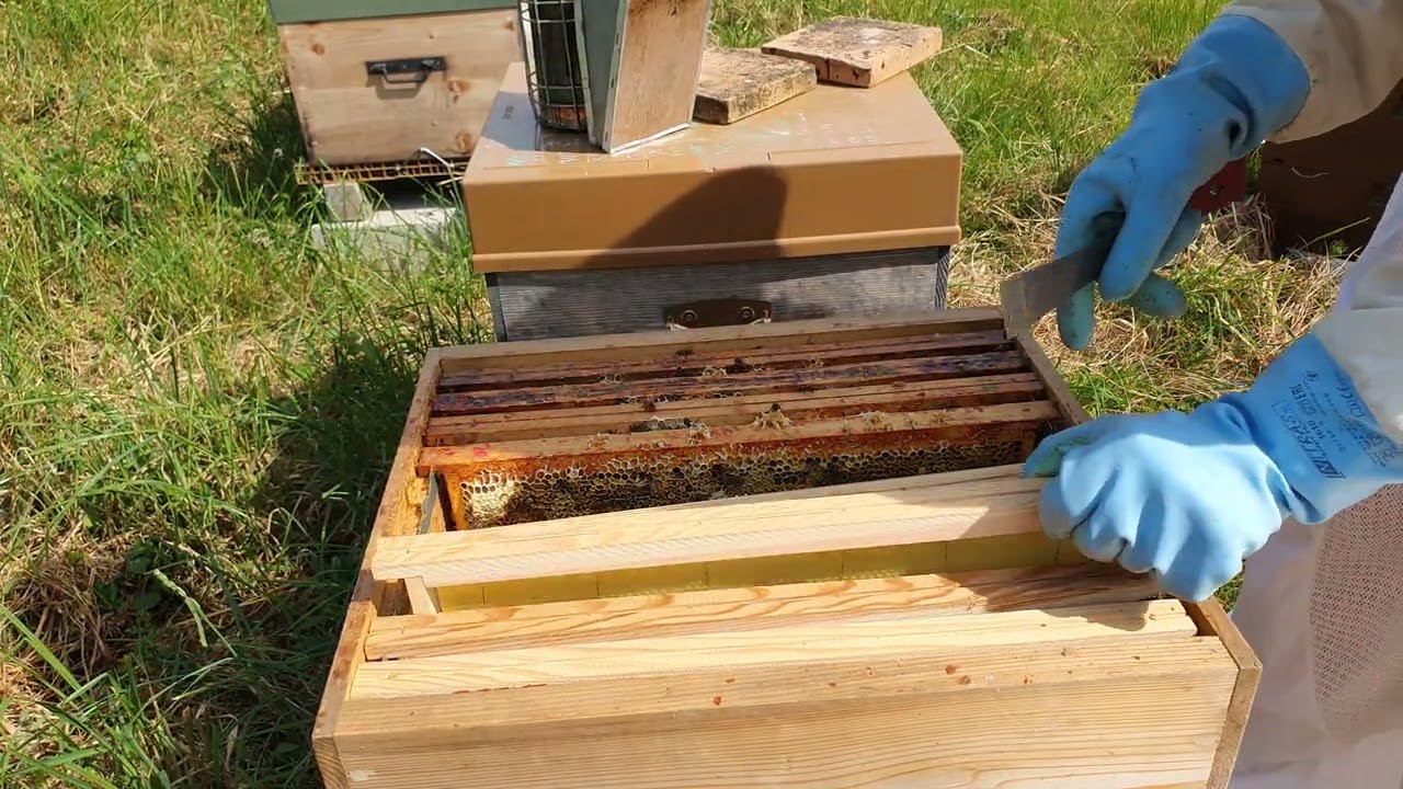 visite d'une division en éventail en pleine miellée ! #apiculture