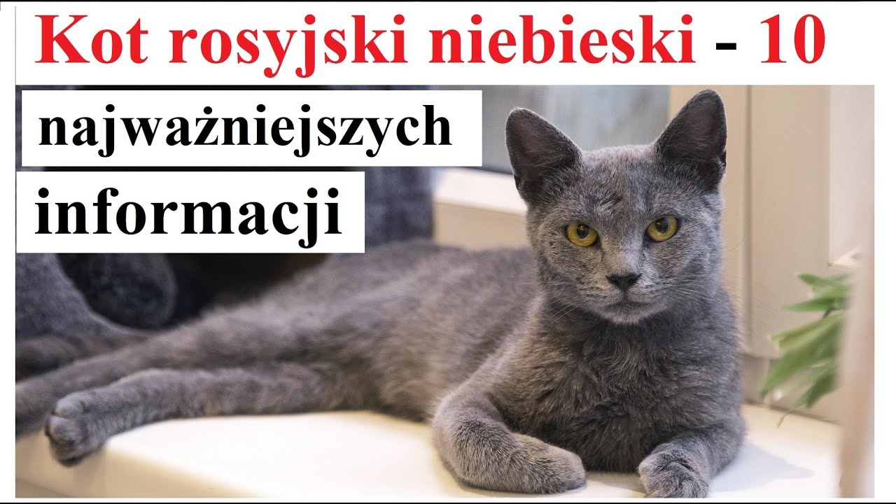 Kot rosyjski niebieski - 10 najważniejszych informacji