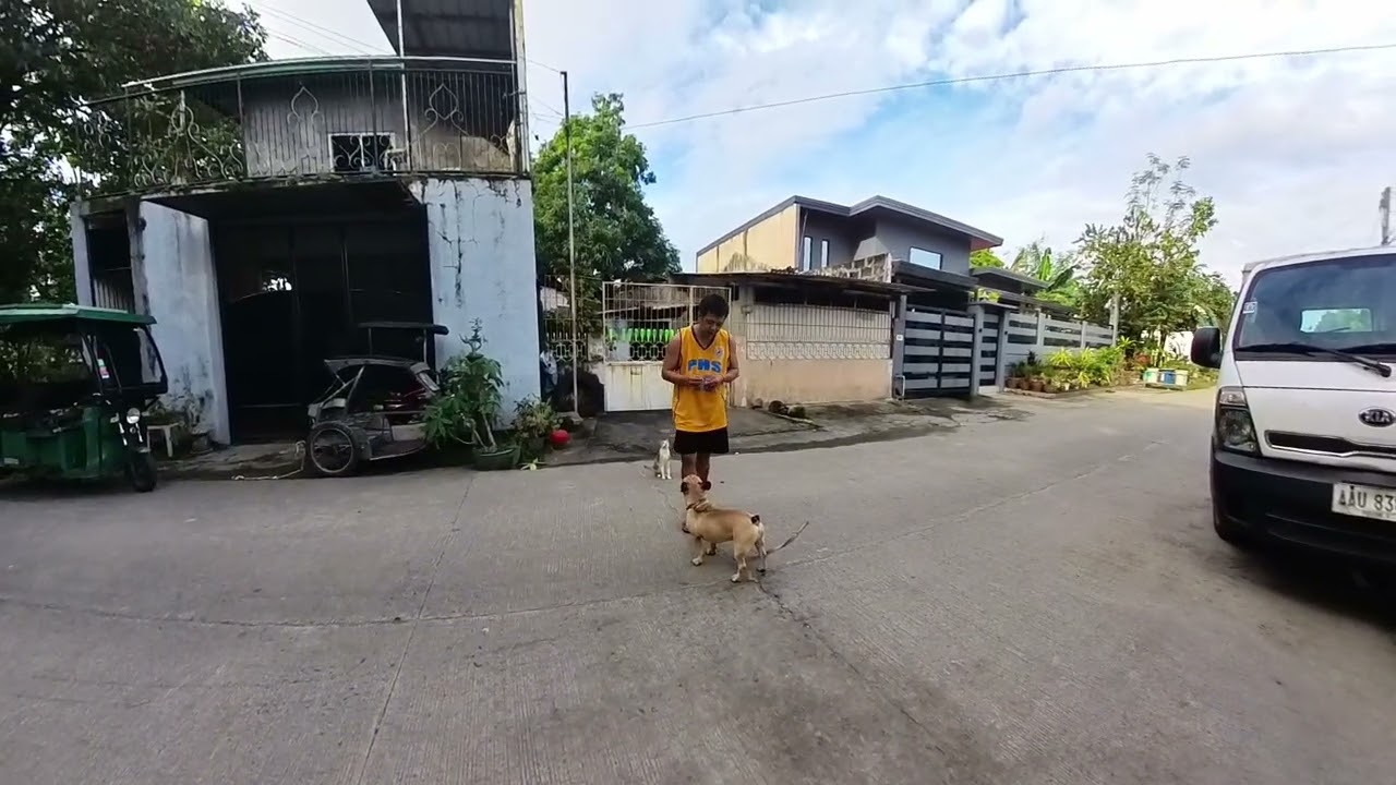 Reporting Video to Our Client: PANG- PANG (FRENCH BULLDOG) REPORTING VIDEO