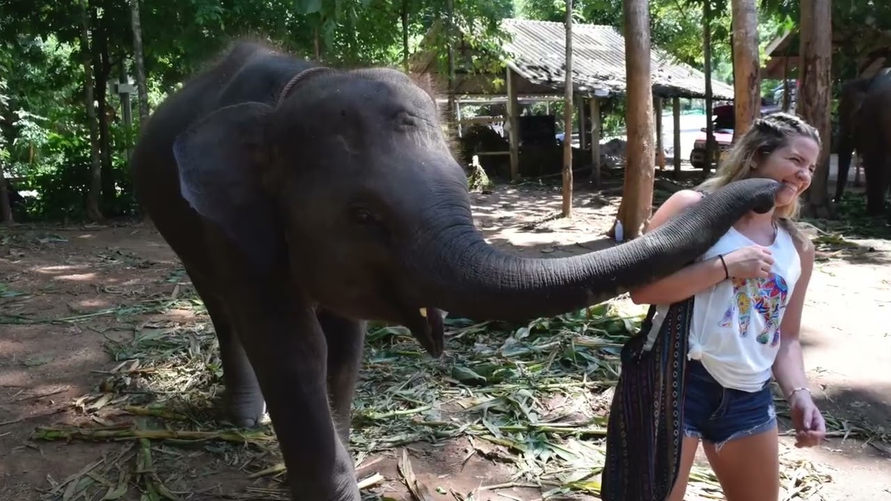 Elephants in Chiang Mai, Thailand 2016