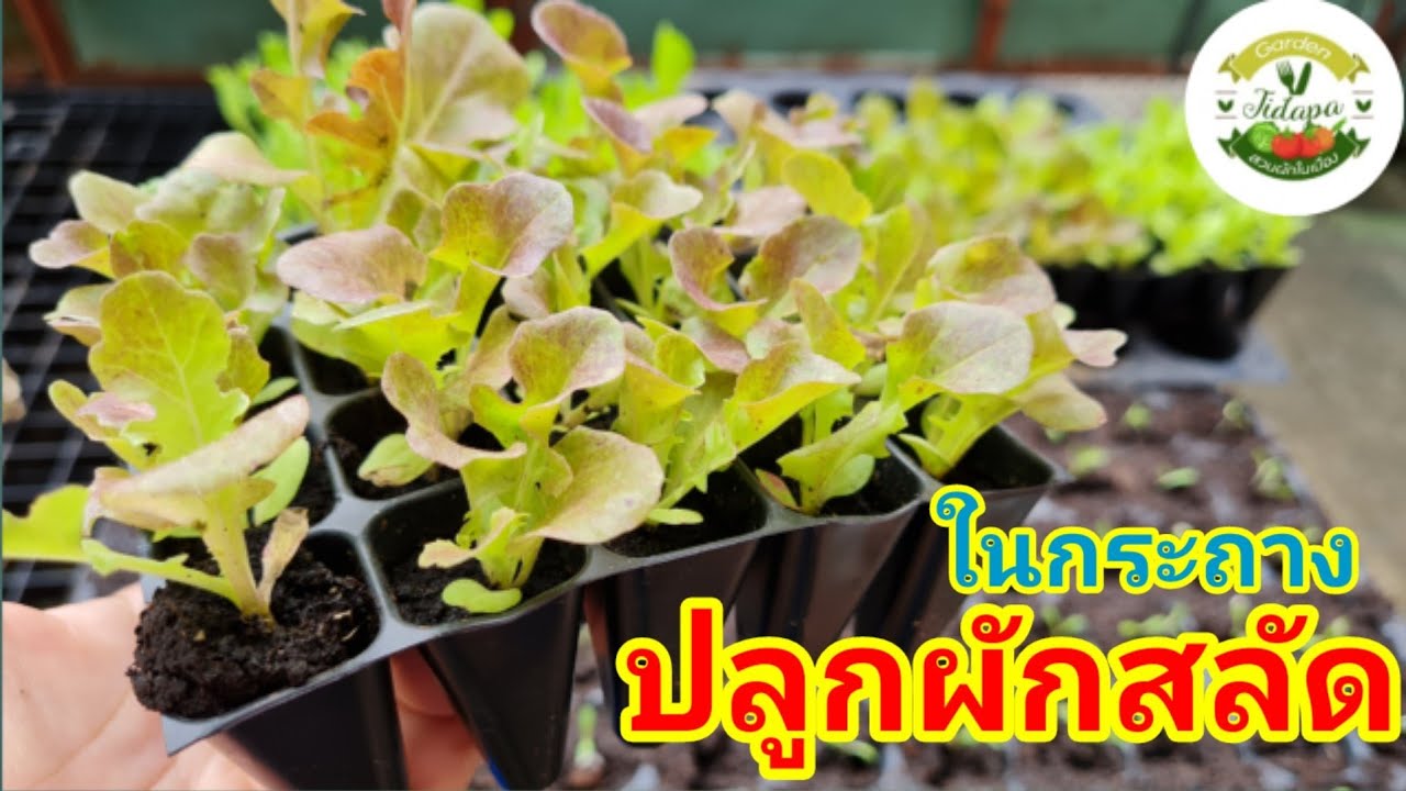 วิธีปลูกผักสลัด  : สูตรปรุงดินง่ายๆ สำหรับปลูกพืชผัก  ปลูกได้ทุกชนิด