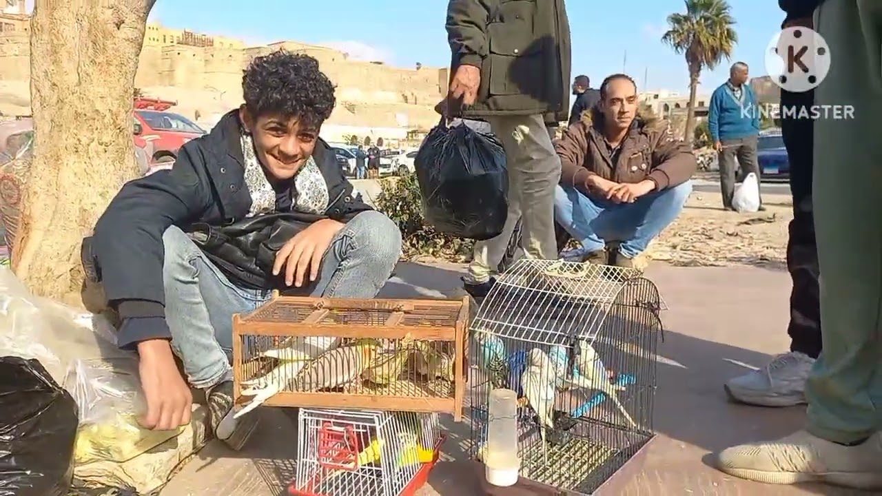 خامس فيديو من سوق الجمعة الناس اشترت عصافير ايه وبكام⁉️وأسعار العصافير بأرقام اصحابها من داخل السوق💚