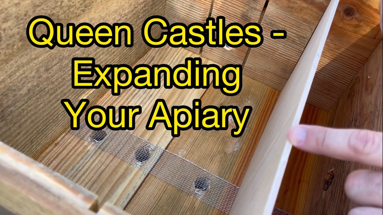 Beekeeping Queen Castle - Expanding your Apiary