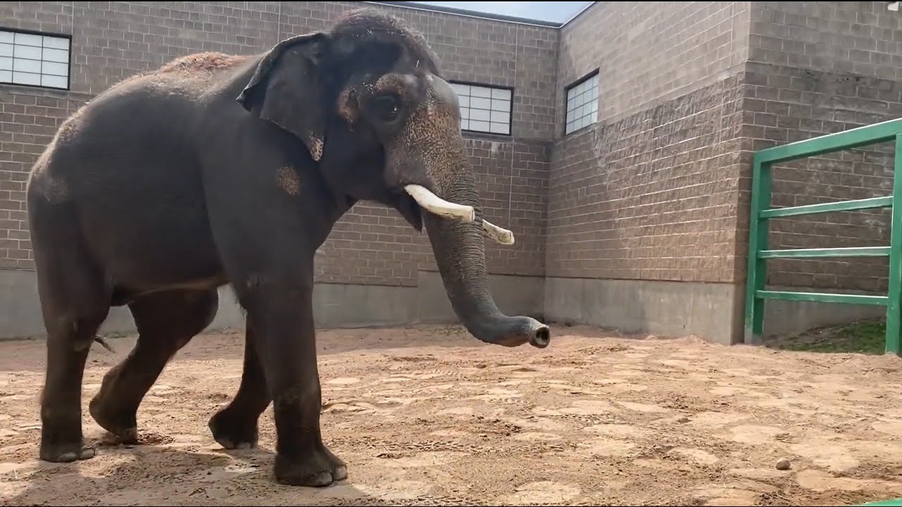 Asian Elephant Training with Doc