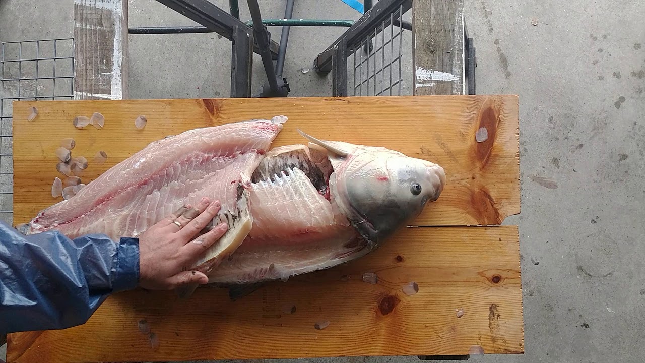 HOW TO CLEAN A BUFFALO FISH