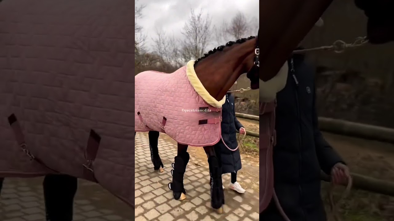 The rug is so nice though 😍 #equestrian #shortsfeed #trending #tiktokaudios #fypシ #shorts