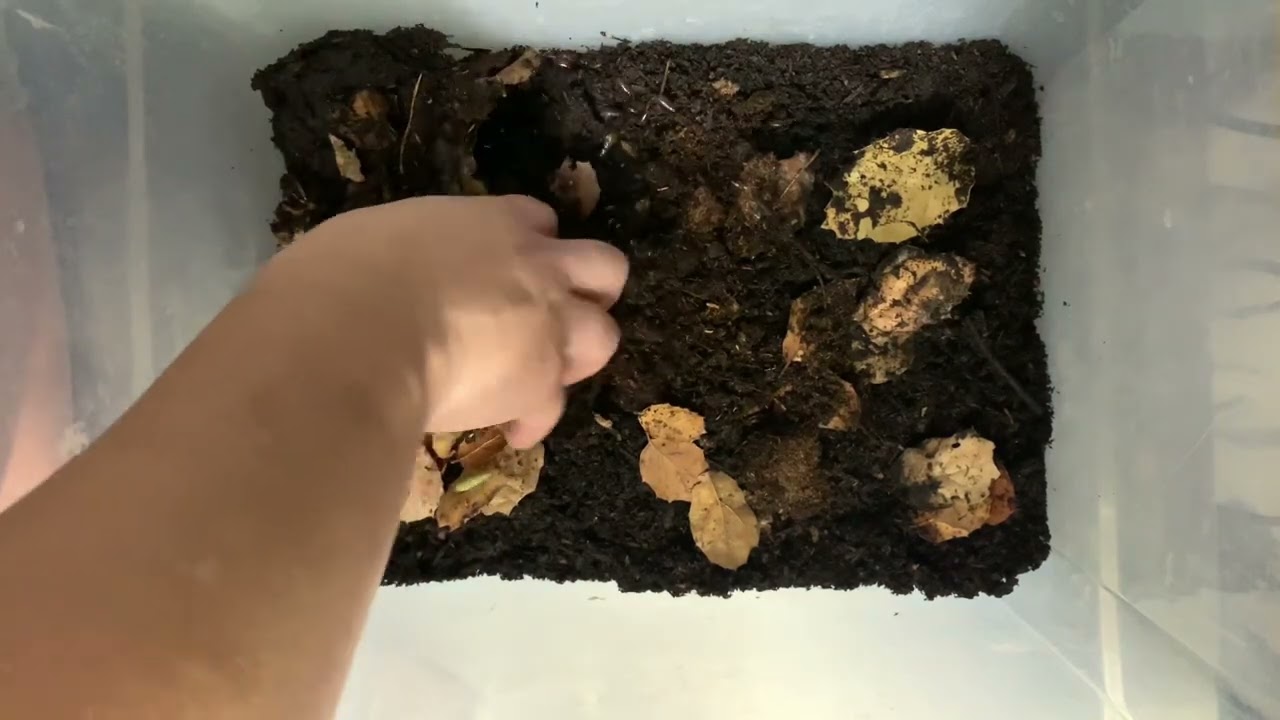 Setting up green banana roaches
