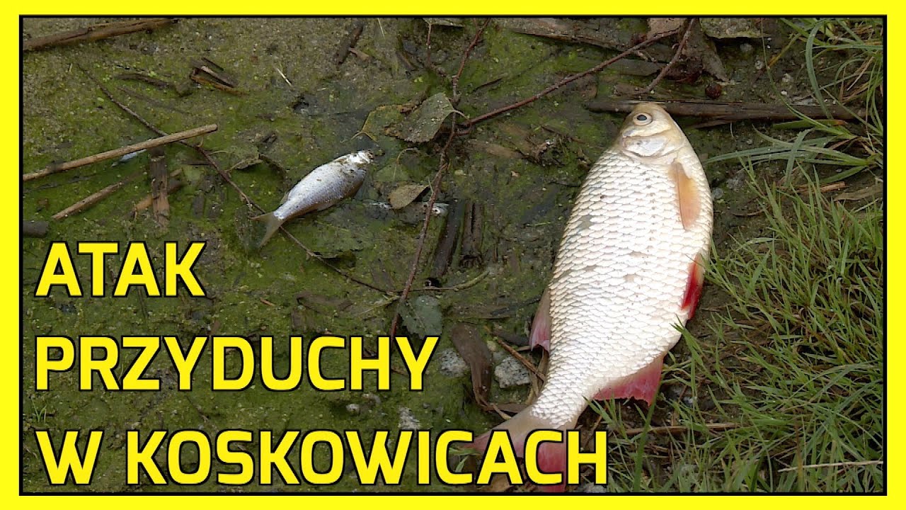 KOSKOWICE. MASOWY POM&Oacute;R RYB SPOWODOWANY PRZYDUCHĄ