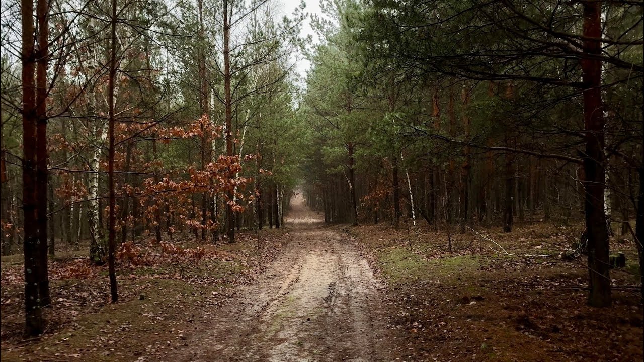 Walking Alone In A Humid Pine Forest 🌲